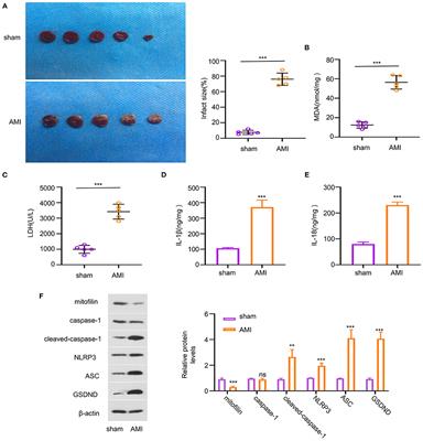 Mitofilin Mitigates Myocardial Damage in Acute Myocardial Infarction by Regulating Pyroptosis of Cardiomyocytes